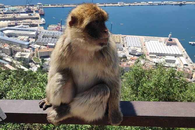 Private Day Tour in Gibraltar and Tangier, Morocco from Malaga - Key highlights you will actually feel