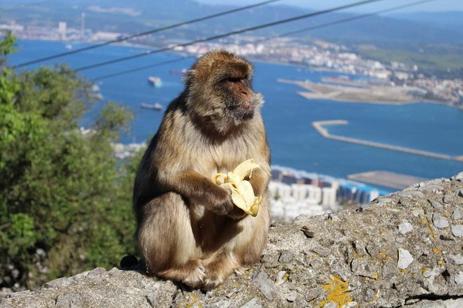 Private Day Trip to Gibraltar from Malaga or Marbella - What You Pay for: Value, Tickets Included, and a Private Day’s Convenience