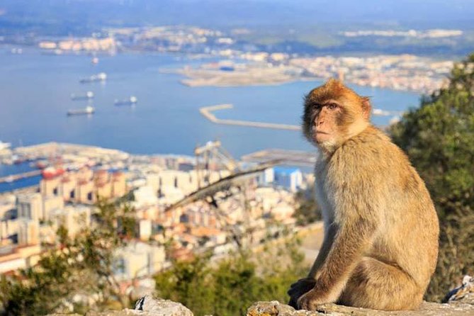 Private exclusive tours from Malaga and Marbella to Gibraltar - Rock of Gibraltar, but make it a private day from Malaga and Marbella