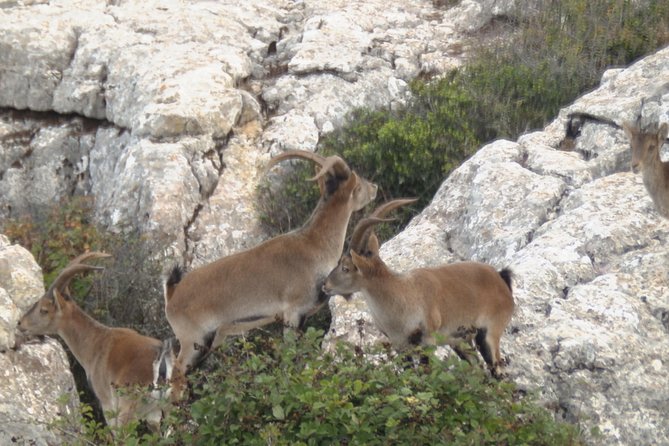 Private Guided Tour to Torcal de Antequera - Why Torcal de Antequera Feels So Different From Usual Spain Stops