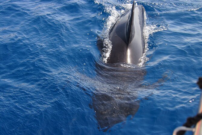 Private Sailing - dolphin Experience Estepona - drink & food - 4h - Food and Drinks, What You Actually Get on Board