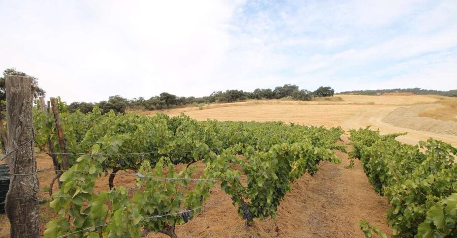 Private Winery Tour and Visit to Ronda - How Ronda Time Works: Two On-Your-Own Blocks Plus a Lunch Window