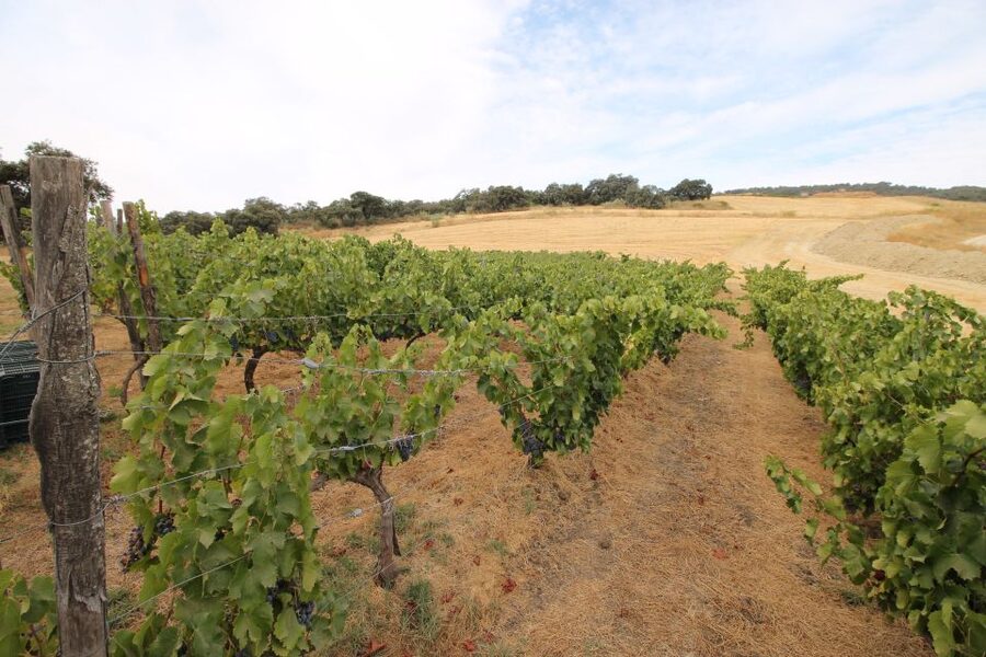 Private Winery Tour and Visit to Ronda - Transportation and Private Pacing: Why This Feels Different From a Big Bus Day