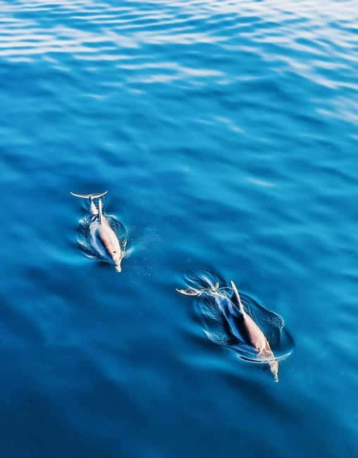 Puerto Banús: Boat Cruise with Snorkeling & Paddle Board - Dolphin spotting off Marbella: what to expect and why the captain matters