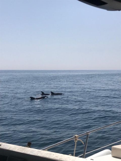 PUERTO BANUS: YACHT RENTAL FOR GROUP 2H - Dolphins and marine life: what you can expect, and how to think about it