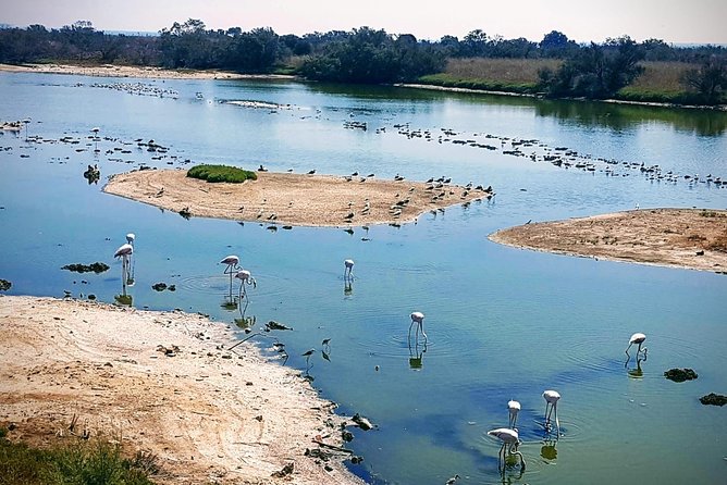 Rent a Trekking bike: Full Day 24 hours - Guadalhorce River Estuary Natural Area: flamingoes, herons, and a calmer kind of Malaga