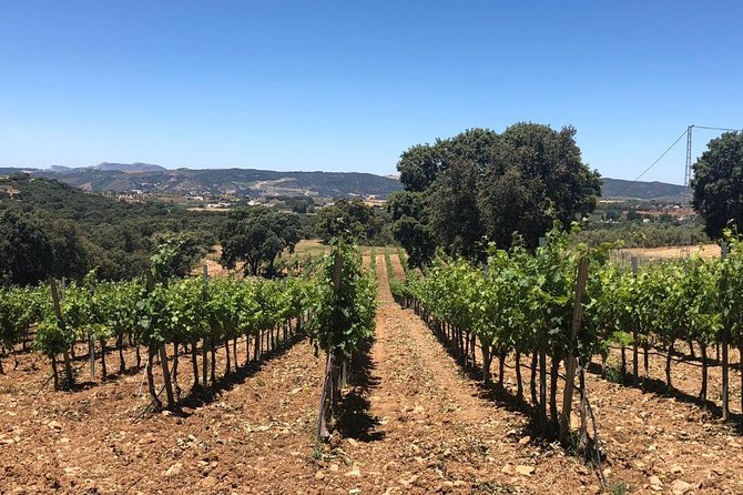 Ronda Day Tour and Winery Visits from Marbella - Key highlights that matter