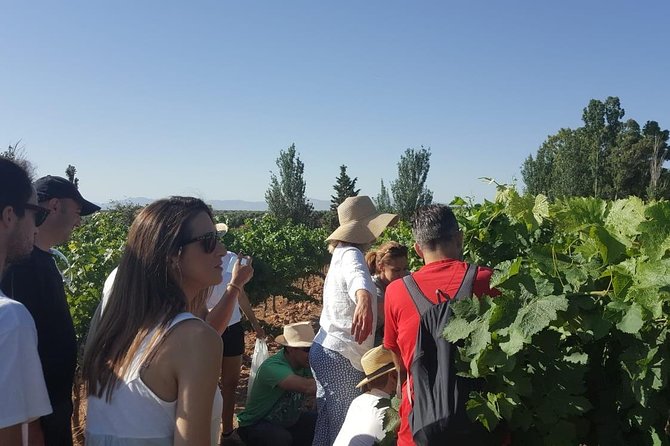 Ronda Day Tour and Winery Visits from Marbella - Marbella to Ronda: the gorge views start before you arrive