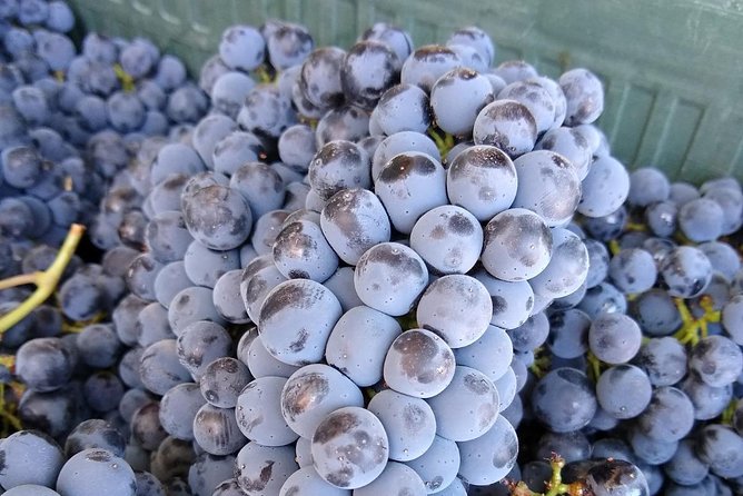 Ronda Day Tour and Winery Visits from Marbella - Wine time that actually teaches: WSET-certified guide energy