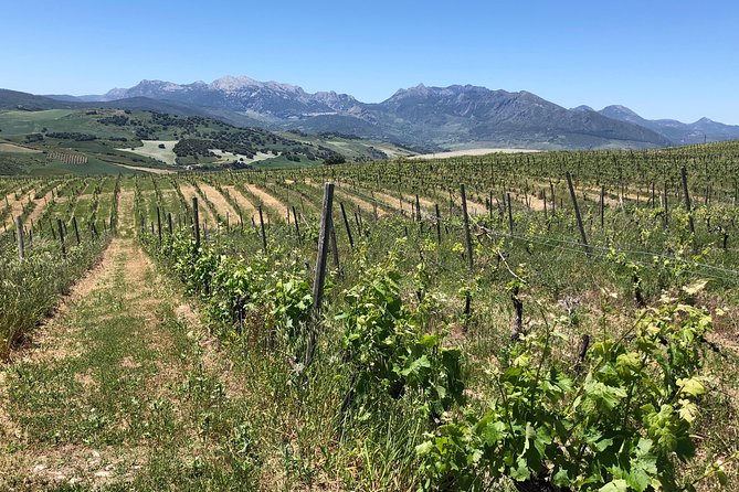 Ronda Day Tour and Winery Visits from Marbella - Included value: how the $216.48 pricing holds up