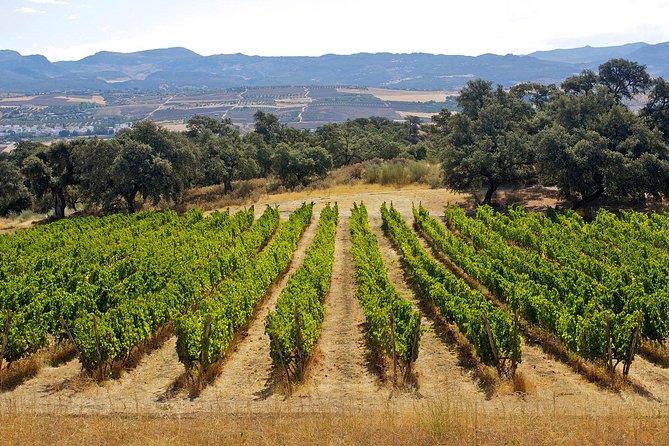 Ronda Private Full Day Wine Tour - Who this private wine plus Ronda day fits best