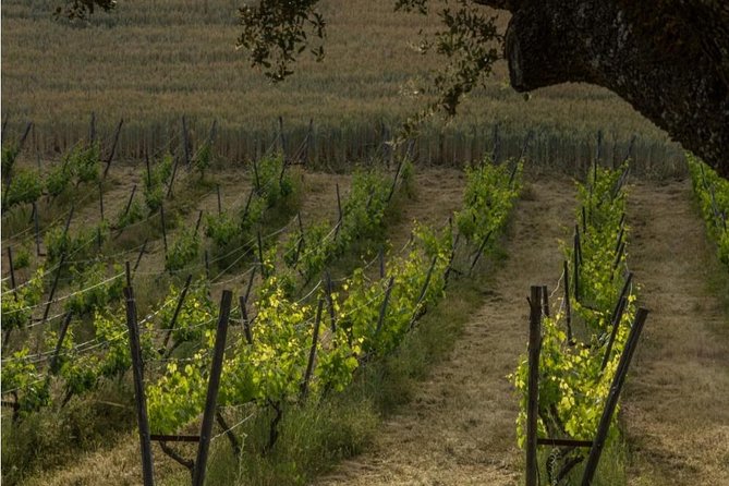 Ronda Private Wine Tour and Tapas from Marbella - The vineyard walk and the oak-tree white wine tasting