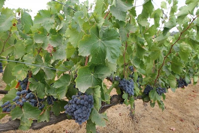 Ronda Private Wine Tour + Free Time in Ronda - Included Taste, Included Comfort, What to Plan for Yourself