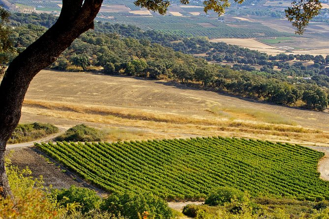 Ronda Private Wine Tour + Free Time in Ronda - Tips to Make the Most of Your Ronda Walk Time