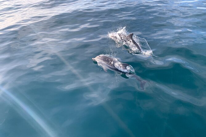 Sailing Adventure: Sailing, Dolphins and Relaxation with Drinks - Key highlights to look for
