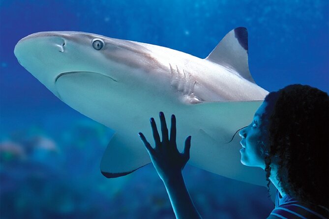 Sealife Benalmadena Entrance Ticket - Ticket value around $25: what you actually get