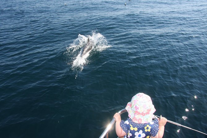 Sighting Dolphin Trip Estepona, Marbella - Why This Dolphin Trip From Estepona Feels Worth Your Hour