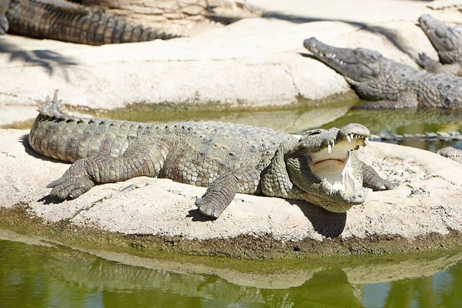 Torremolinos: Crocodile Park Entrance Ticket - What you’ll see: from baby crocs to Gran Paco