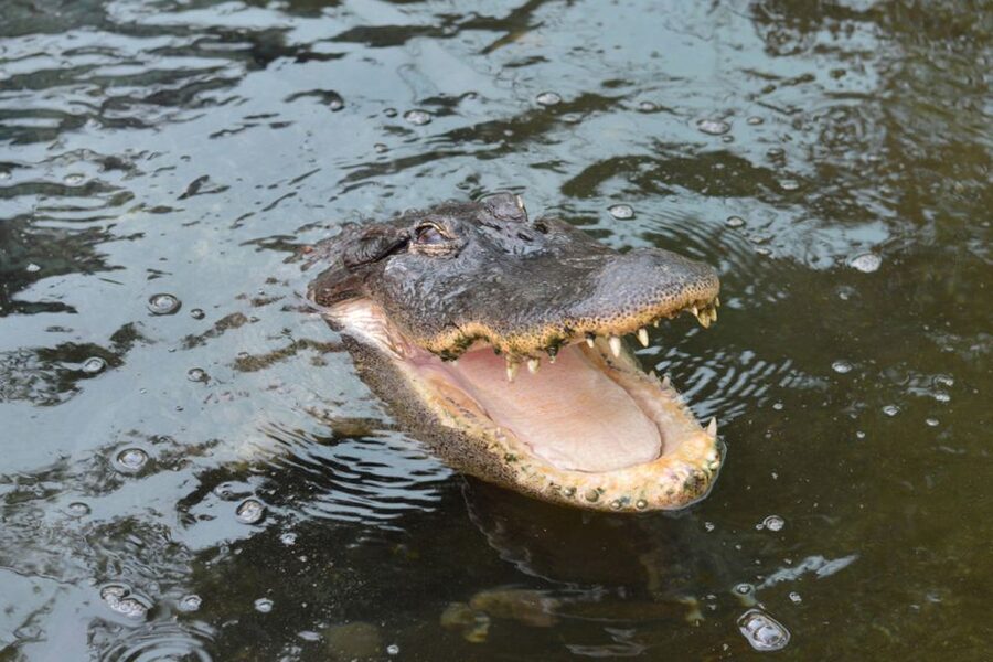 Torremolinos: Crocodile Park Entrance Ticket - What the ticket includes, and where you’ll spend extra