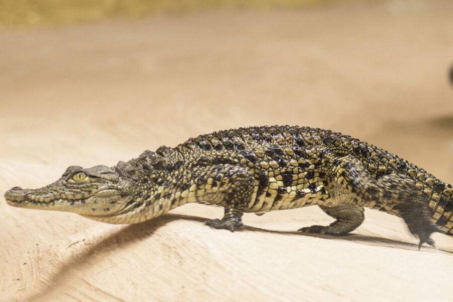 Torremolinos: Crocodile Park Entrance Ticket - Getting the most out of your visit (without turning it into a chore)