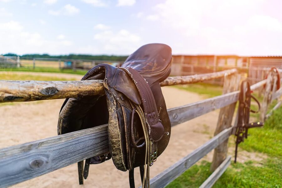 Torremolinos: Guided tour to stables of El Ranchito - No riding, lots of closeness: why this tour is different from “horseback activities”
