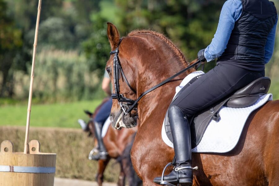 Torremolinos: Guided tour to stables of El Ranchito - Ritmo a Caballo show connection: what to do right after the stables tour