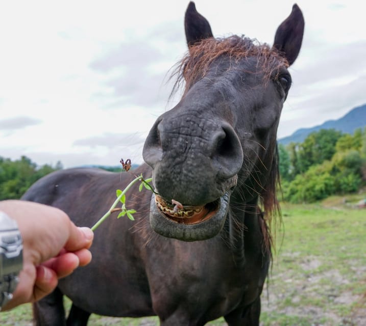 Torremolinos: Guided tour to stables of El Ranchito - Who should book this, and who should skip it