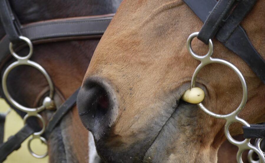 Torremolinos: Guided tour to stables of El Ranchito - Small logistics that make a big difference