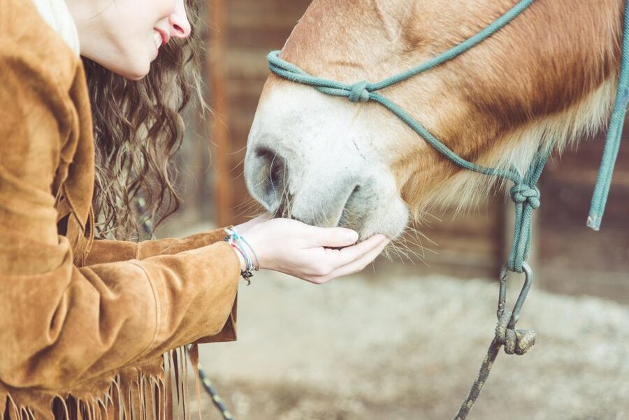 Torremolinos: Guided tour to stables of El Ranchito - Should you book the El Ranchito stables tour?