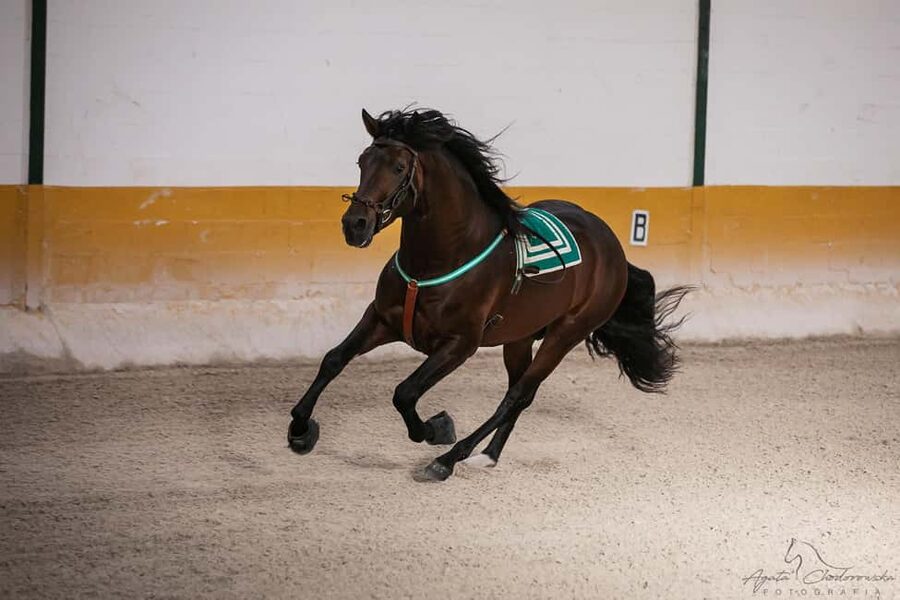 Torremolinos: Spanish horse show and flamenco with dinner option - El Ranchito in Torremolinos: how the show really starts