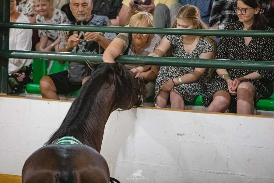 Torremolinos: Spanish horse show and flamenco with dinner option - Who this horse show and flamenco dinner is best for