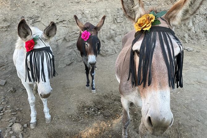 Tour the Sanctuary and Walk with the Donkeys and Share their Love - Donkey Dreamland: a rescue sanctuary day outside Malaga
