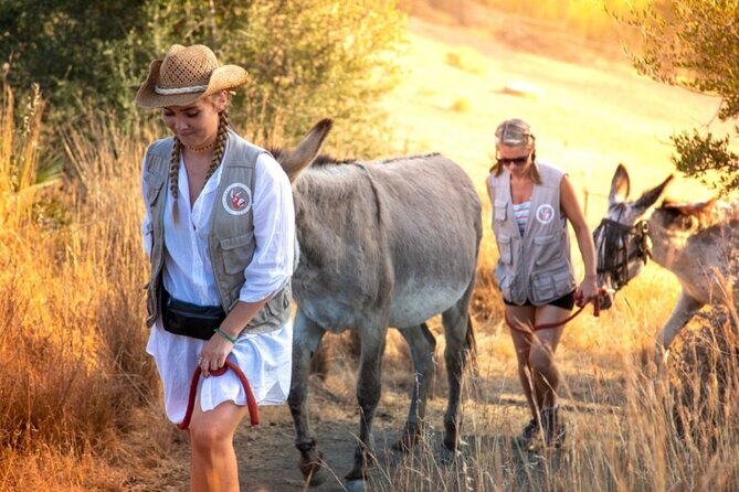 Tour the Sanctuary and Walk with the Donkeys and Share their Love - The countryside walk: pace, pairings, and that halfway pause