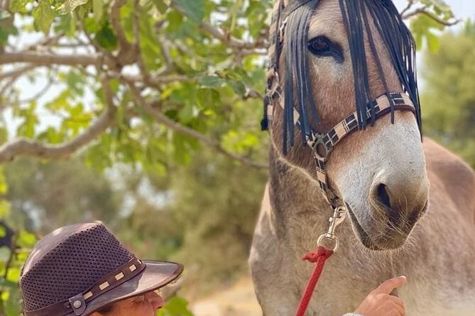 Tour the Sanctuary and Walk with the Donkeys and Share their Love - After the walk, Andalusian brunch on the terrace