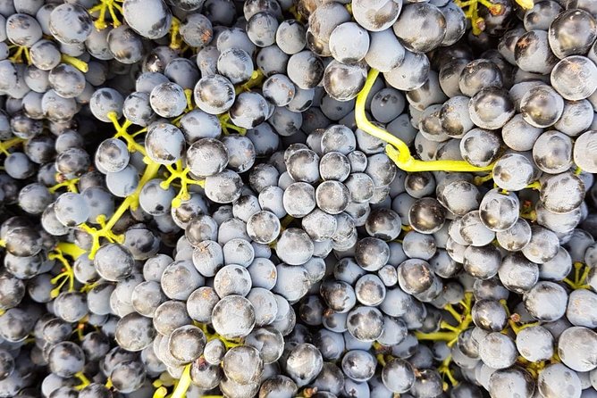 VIP Ronda Wine Tour and Tasting and Gourmet Lunch Experience with Winemaker - Getting to Ronda the easy way, with real pickup comfort