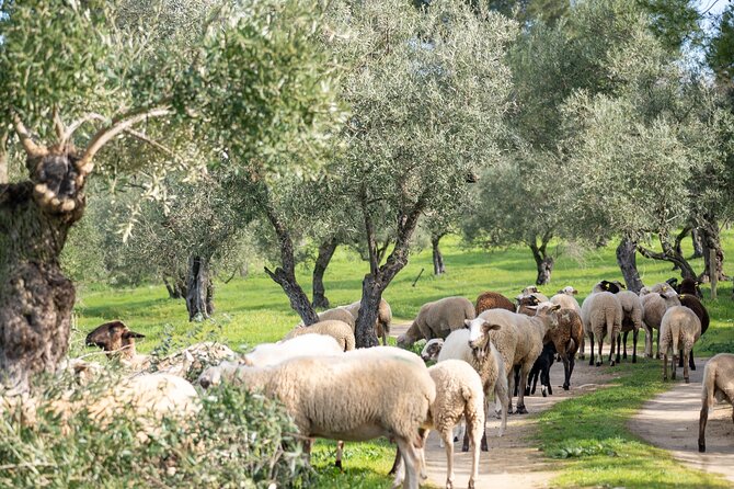 Visit Oil Mill Museum and Olive Oil Tasting in Ronda - Arrival details: the Stefano Robotti photo exhibition sets a mood fast