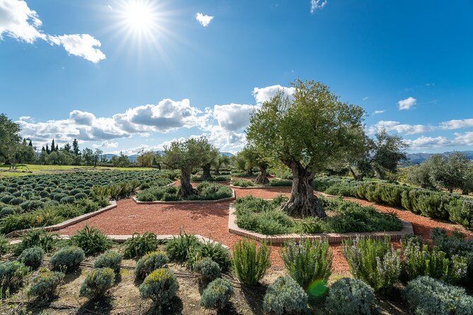 Visit Oil Mill Museum and Olive Oil Tasting in Ronda - The greenhouse welcome: a 5-minute video and a guided flow