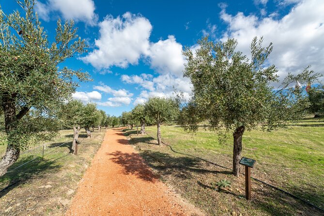 Visit Oil Mill Museum and Olive Oil Tasting in Ronda - How the olive oil tasting works: blind round, then oils with bread and vinegar