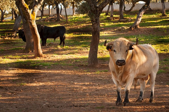 Visita Entre Toros y Caballos - Pastures and holm oaks: seeing bulls and horses in different stages