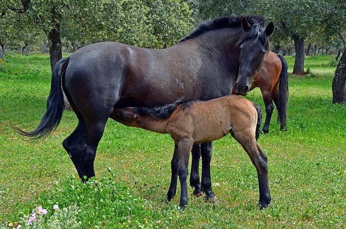 Visita Entre Toros y Caballos - Price and value: does $36.16 per person pay off?