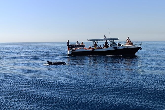 Walk and dolphin watching in Fuengirola + 1 drink - Key highlights at a glance