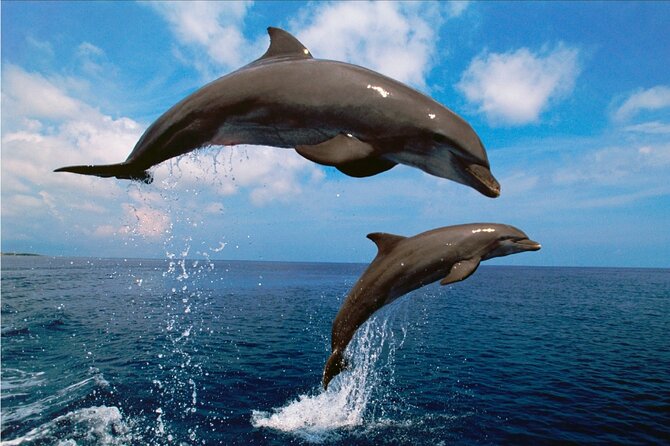 Walk and dolphin watching in Fuengirola + 1 drink - Dolphin Sightings Are Wild, So Plan Your Expectations Like a Pro