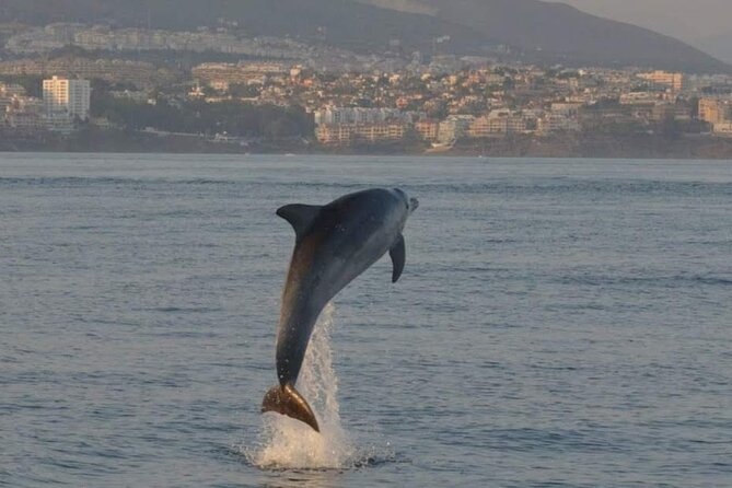 Walk and dolphin watching in Fuengirola + 1 drink - Where You Meet and How to Prepare: C. Puerto 5, Mobile Ticket, and Weather