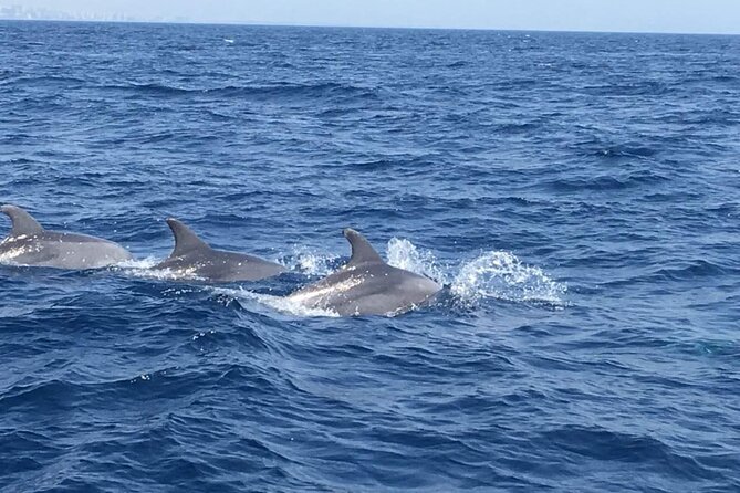 Walk and dolphin watching in Fuengirola + 1 drink - Price and Booking Timing: Is $40.72 Worth It?