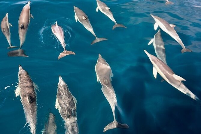 Walk and dolphin watching in Fuengirola + 1 drink - Should You Book This Dolphin Watching Experience in Fuengirola?